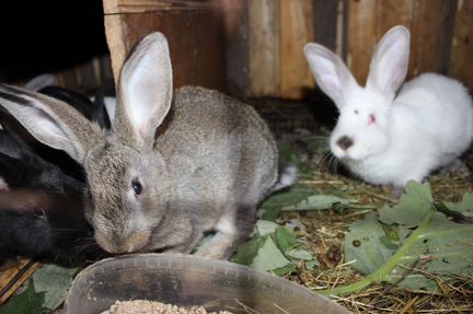 Кроликов маленьких2 месяца