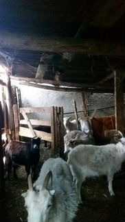 Животные козы молочной немецкой породы