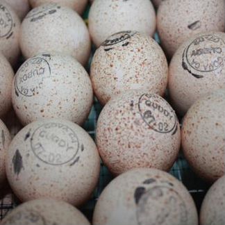 Инкубационное яйцо- Чeхии, Слoвакии,Франции,Канады