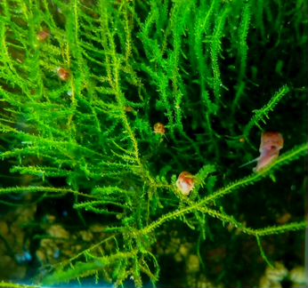 Обменяю растения с улитками на рыбок и креветок