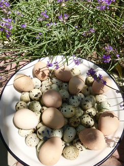 Цесариные и перепелиные яйца