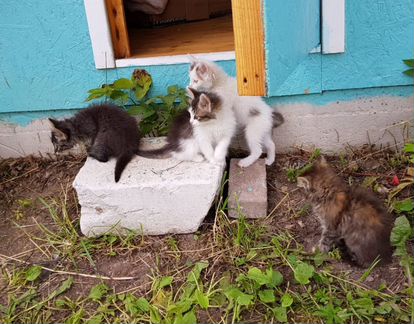 Три котёнка