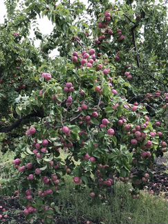 Сады яблок