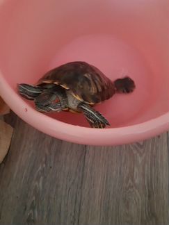 Красноухая водная черепаха