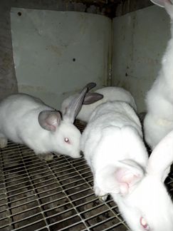 Кролики Хиплюс,туши,на разведение от двух месяцев