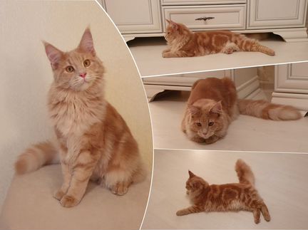 Продается котенок породы Мейн-кун