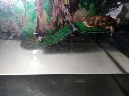 Аквариум с черепахами