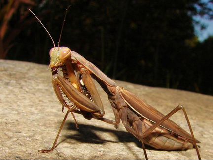 Богомол Mantis religiosa