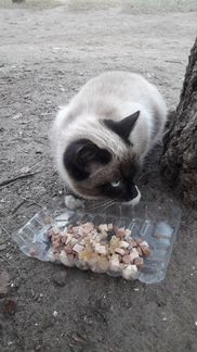 Сиамская кошка или помесь ищет дом