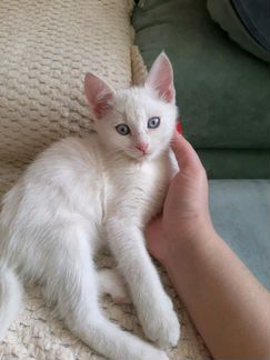 Котенок белый голубоглазый