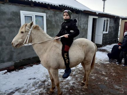 Монгольскый лошадь
