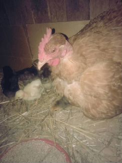 Цыплята, индюшата инкубационное яйцо
