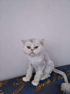 Персидский Кот