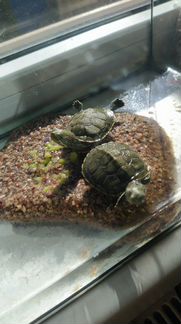 Черепахи красноухие декоративные