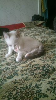Балинезийский котенок, девочка