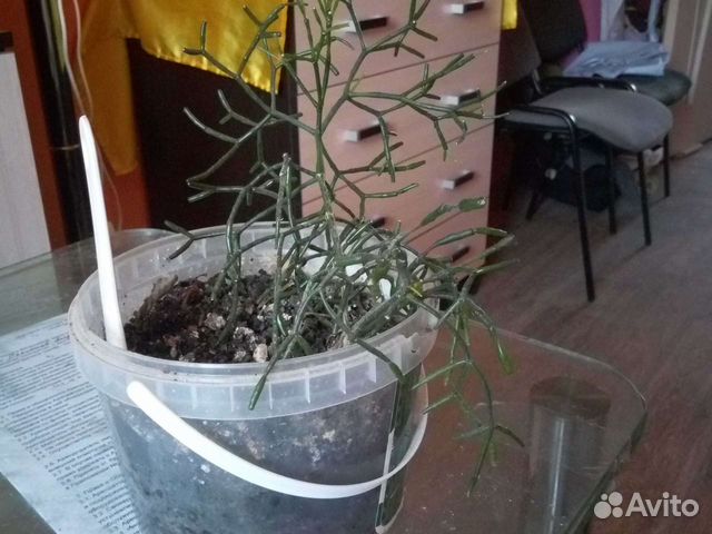 Брызги шампанского