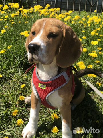 Вязка бигль