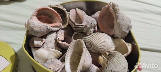 Морские ракушки