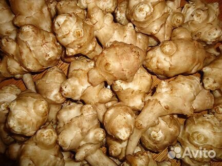 Топинамбур на посадку