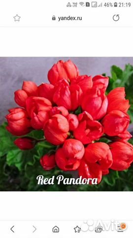 Розебудные И тюльпановидные пеларгонии