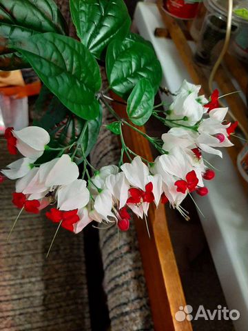 Клеродендрум томпсон