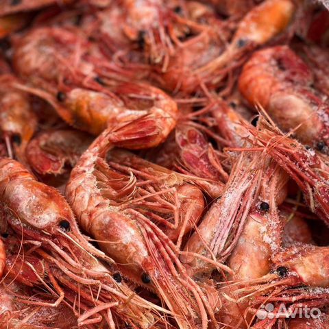 Креветка Гребенчатая (Ботан) 2022