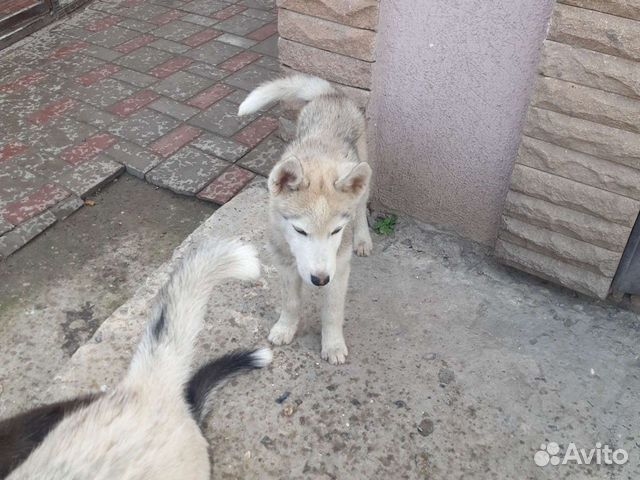 Щенки хаски два мальчика и девочка