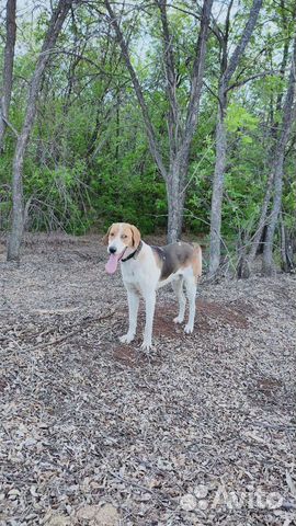 Русская пегая гончая