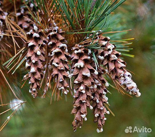 Шишки (сосна Веймутова)
