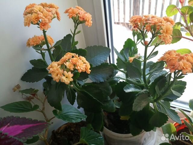 Каланхоэ цветущий