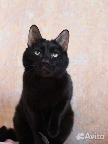 Кот Негритенок