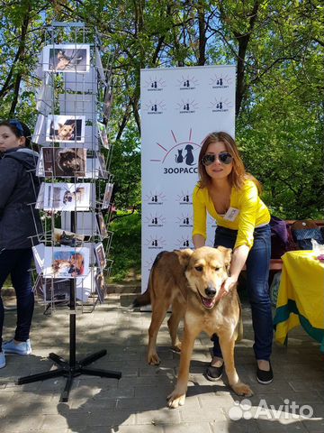 Зоопсихолог(специалист по коррект.поведения собак)