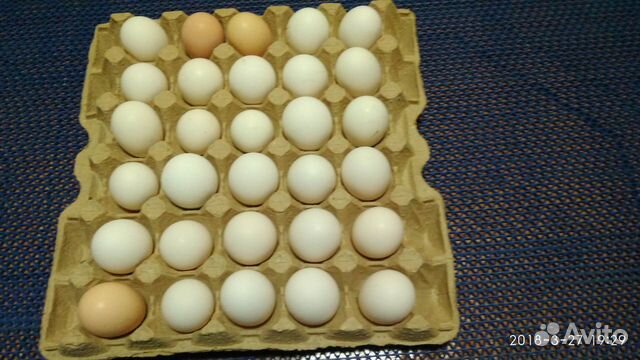 Инкубационное яйцо бройлера