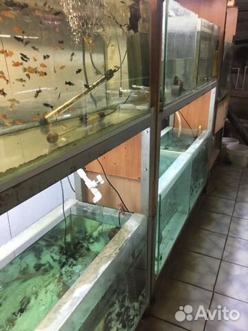 Аквариумные рыбки