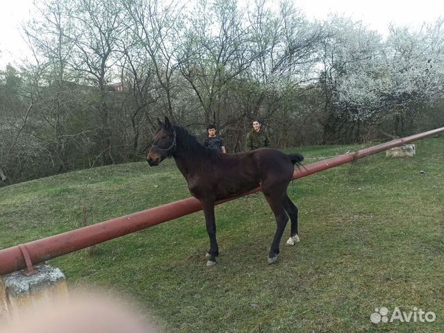 Продаю лошадь англо кабардинец в апреле 2 года