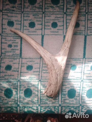 Рога косули