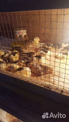 Инкубационные яйцо и цыплята