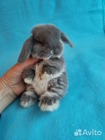 Самые красивые вислоухие крольчата