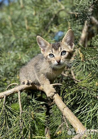 Котёнок девочка абиссинская чаузи