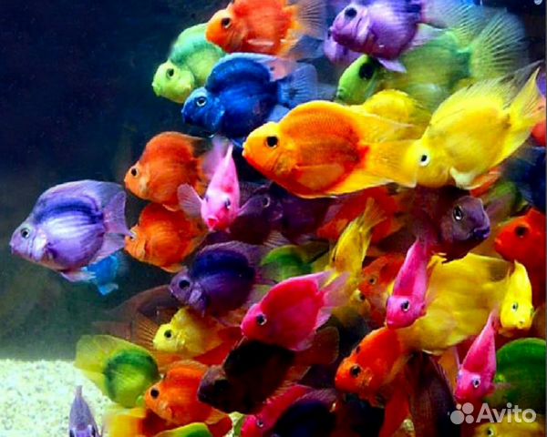 Рыбки попугаи красные и жёлтые - Parrot Fish