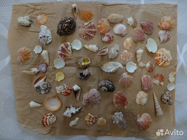 Интерьерное украшение с морскими ракушками