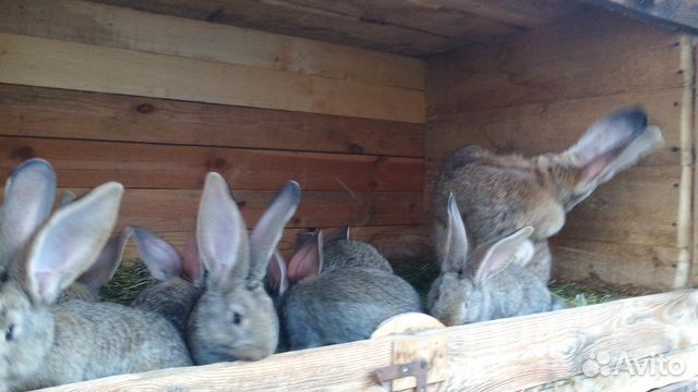 Купить кроликов в орле. Авито кролики. Кролики на авито Краснодарский край. Кролики на авито в Удмуртии Ува. На авито кролики домашние в Оренбурге.