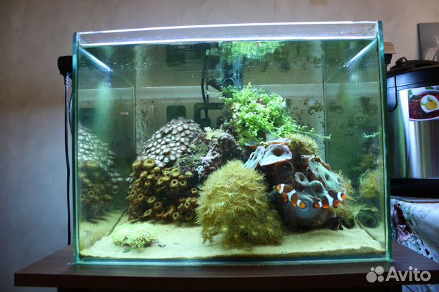 Морской аквариум 100 литров купить на Зозу.ру - фотография № 4