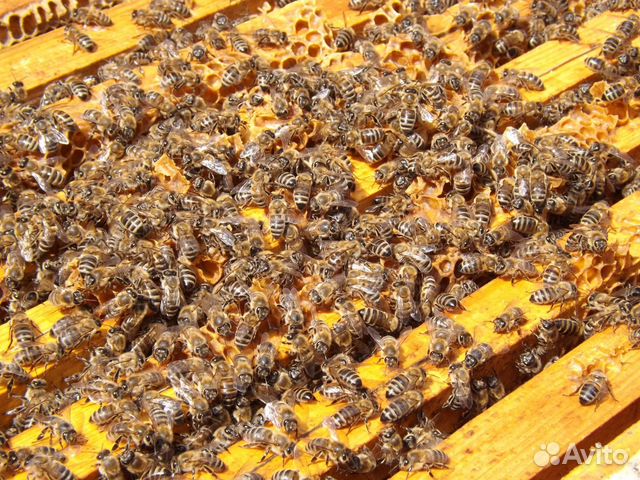 Пчелосемьи/пчелы купить на Зозу.ру - фотография № 6