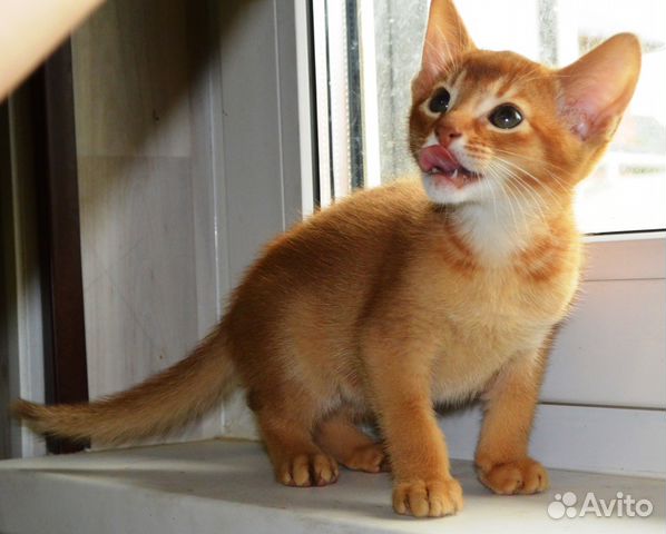 Солнечный тигр