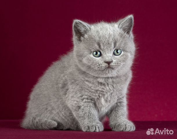 Британские котята, голубой окрас купить на Зозу.ру - фотография № 3