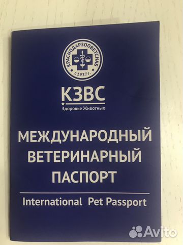 Скоттиш страйт (британская вязка) Скоттиш страйт (британская вязка)