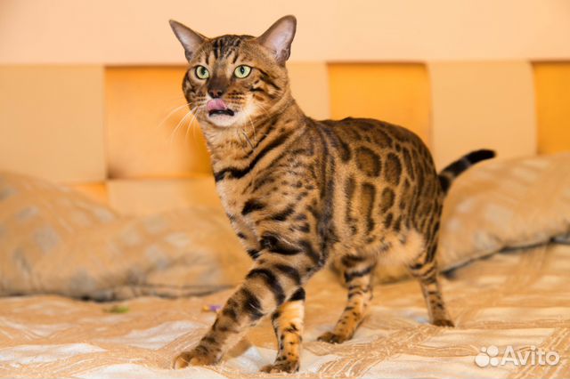 Вязка - Бенгальский кот