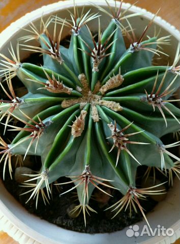 Кактус Echinocactus grusonii