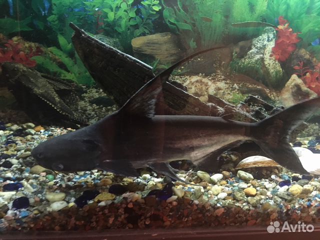 Рыба акулий сом (пангасиус) купить на Зозу.ру - фотография № 2